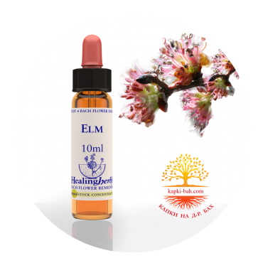 11. Elm / Бряст