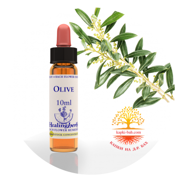 23. Olive / Маслина