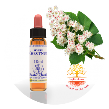 35. White Chestnut / Бял див кестен