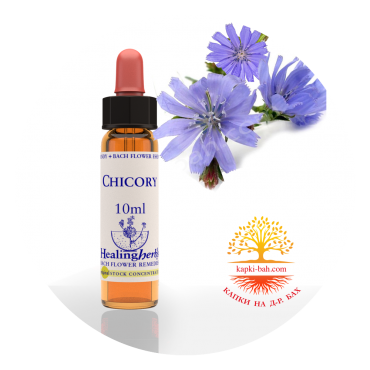8. Chicory / Цикория